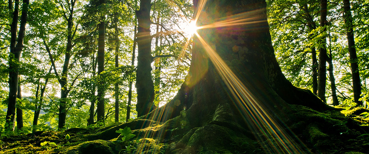 Trees sun blaring corporate sustainability image