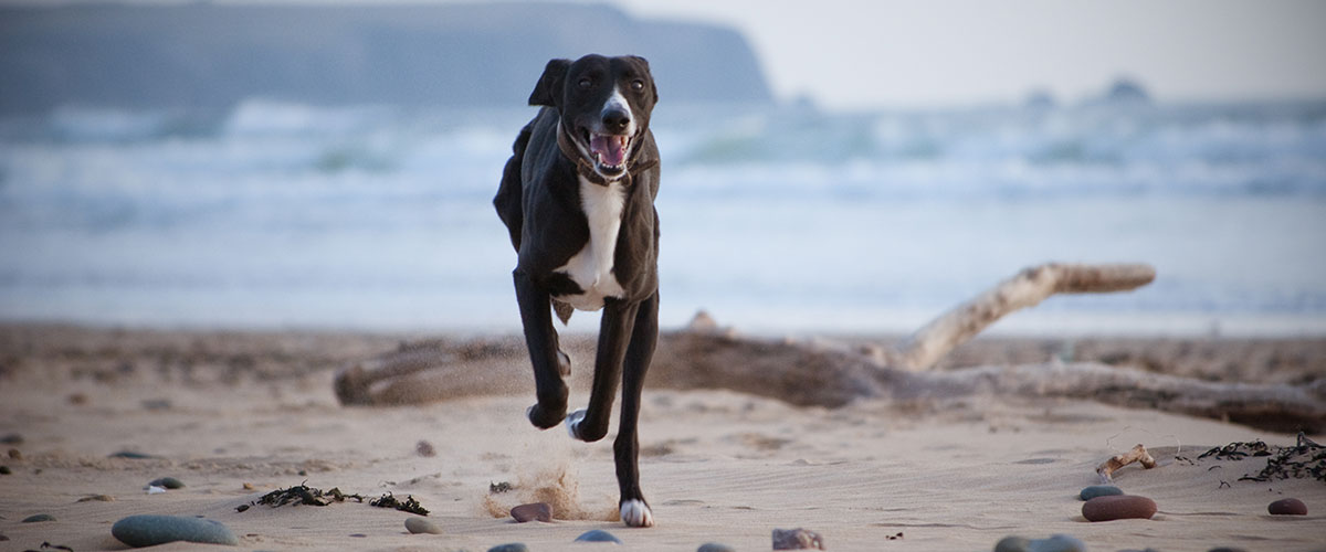 Dog running on beach